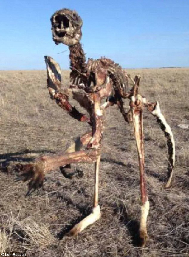 Эта фотография скелета кенгуру показывает жестокую реальность австралийской засухи