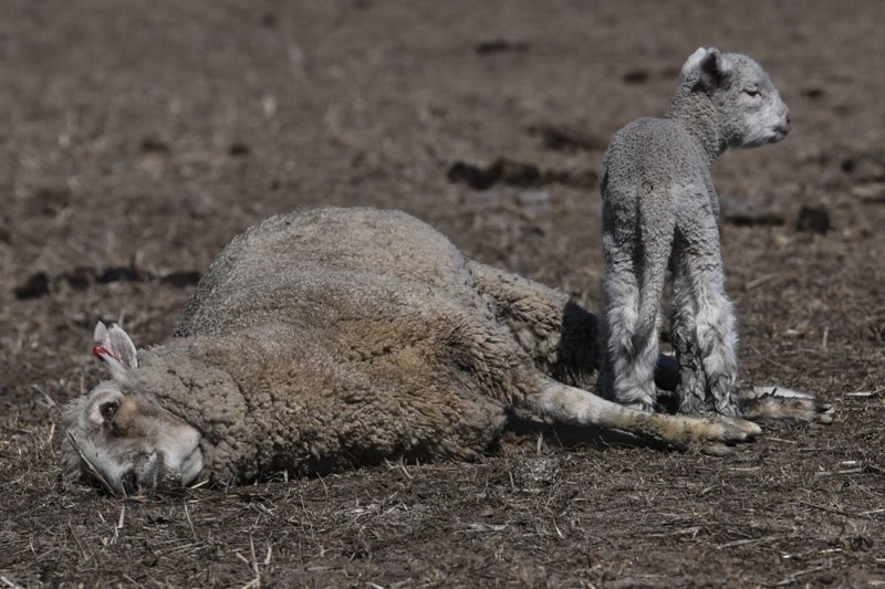 Эта фотография скелета кенгуру показывает жестокую реальность австралийской засухи