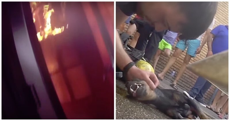 Испанские пожарные реанимировали надышавшуюся угарным газом собаку