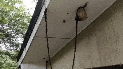 29. Кочевые муравьи атакуют осиное гнездо