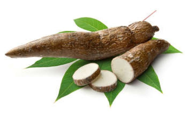 Кассава (маниок) тропическое клубневое растение, употребляемое в пищу