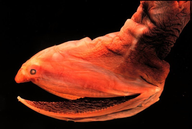 Рыбы - угорь большерот или рыба-пеликан
