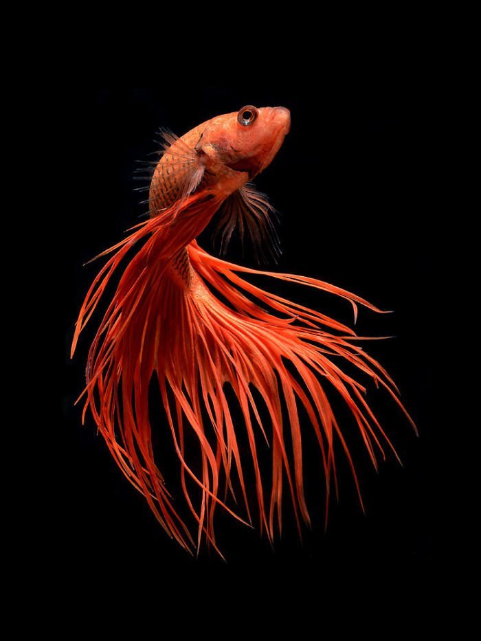 Тайский фотограф, снимающий аквариумных рыбок так, как никто другой
