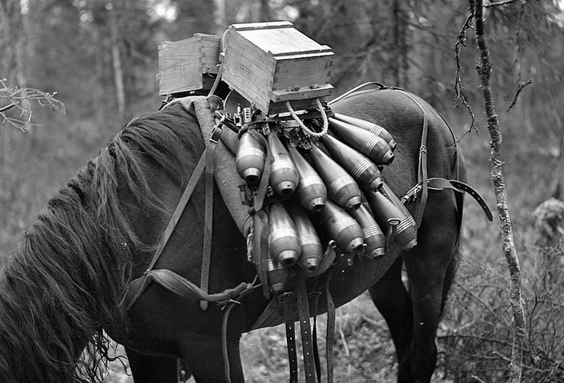 27. Финская лошадка навьюченная минами к миномету и ящиками с гранатами. Карелия, 1941.