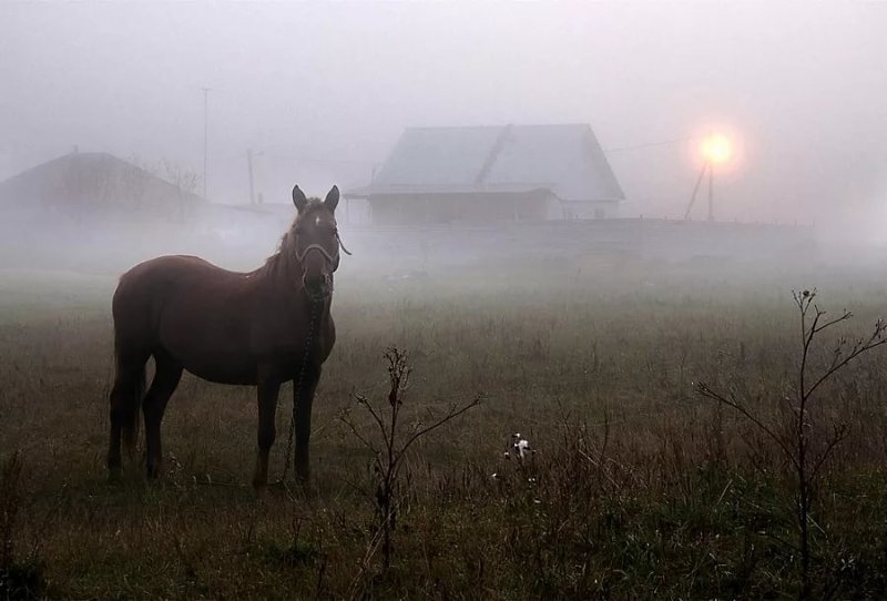 Конь из тумана