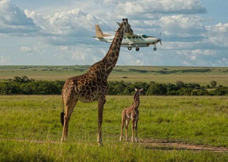 8. Этот особый вид жирафов питается исключительно самолётами