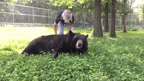 Почешите мне спинку и животик Почешите мне спинку и животик