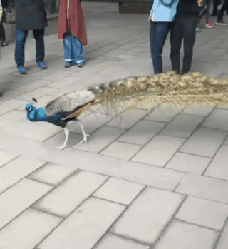 Выступление перед публикой