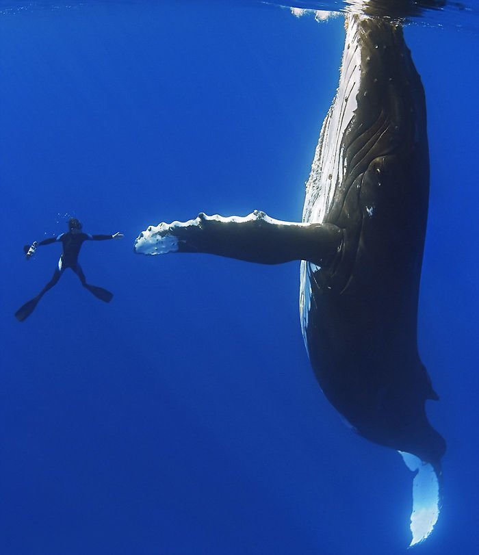 16. "Рукопожатие" дайвера и горбатого кита