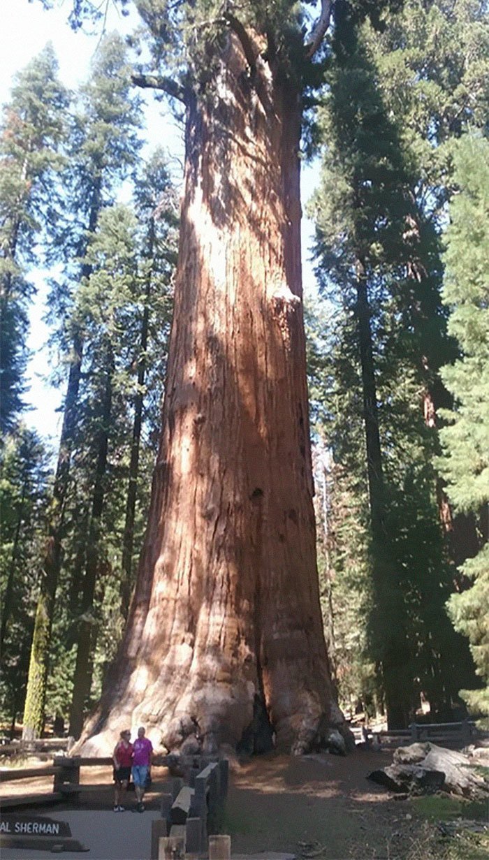 22. Самое большое дерево в мире