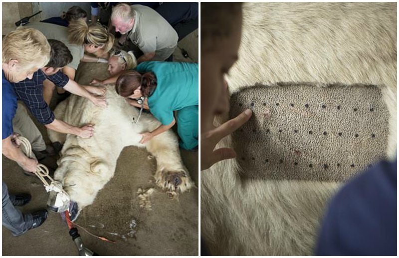 Команда ветеринаров провела на белом медведе 50 тестов на аллергию