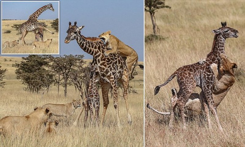 охота на львов на жирафа