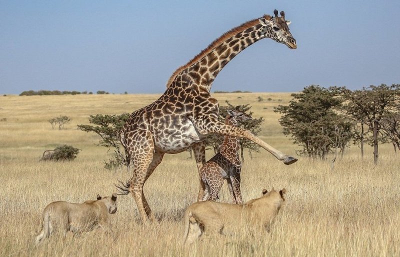 Борьба за выживание: стая львов против семейства жирафов