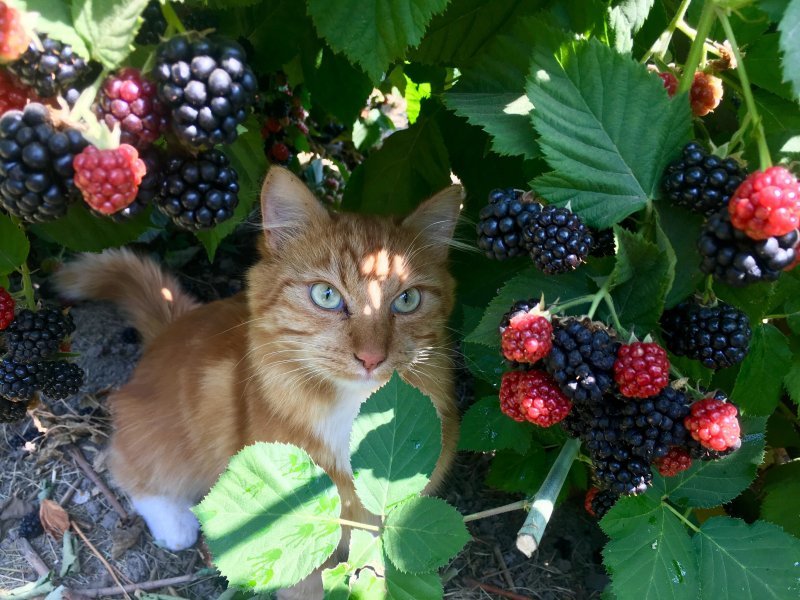 Котик в ягодах