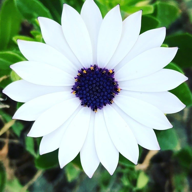 17. «Этот абсолютно идеальный цветок находится прямо за углом от моего дома»