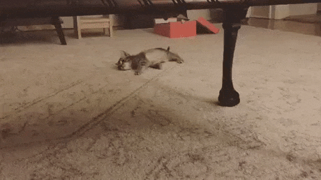 Кошачьи гифки