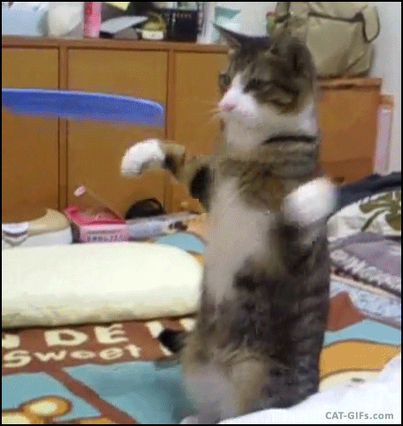 Кошачьи гифки