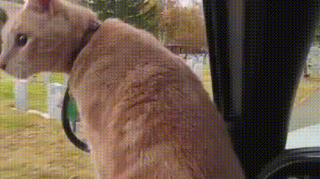 Кошачьи гифки