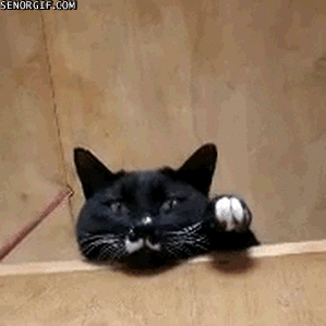 Кошачьи гифки