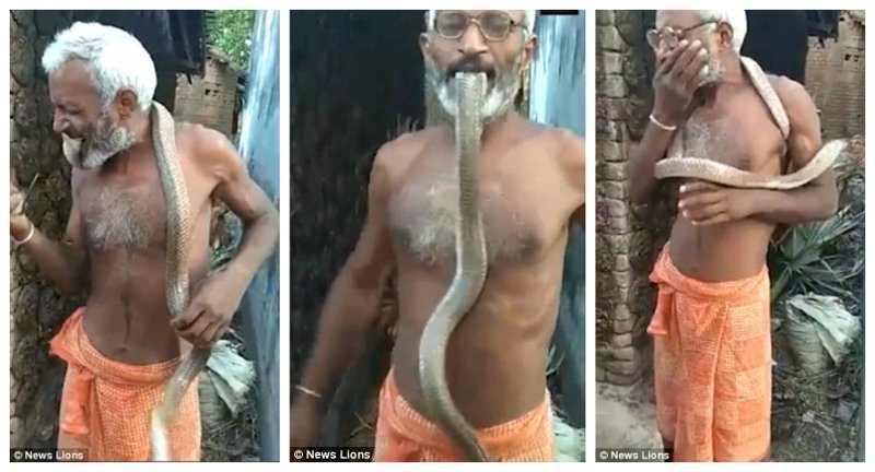 Видео: индиец засовывает голову кобры себе в рот