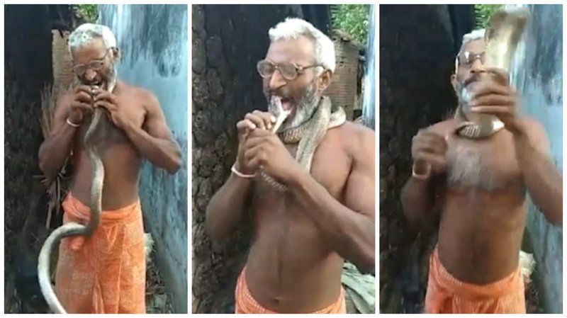 Видео: индиец засовывает голову кобры себе в рот