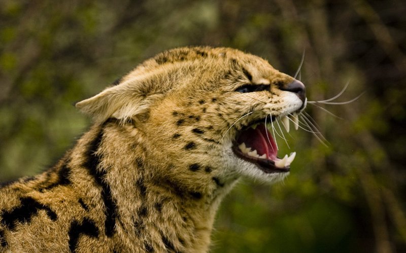 Кошачьи - Сервал или африканская дикая кошка