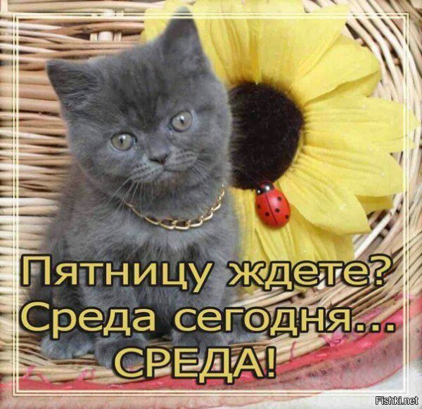 открытка со вторником средой четвергом и пятницей вообще