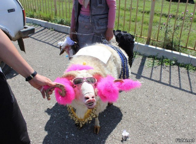 Самую красивую овцу определили на конкурсе красоты в Дагестане