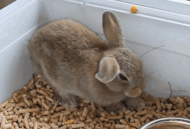 Забавные Gif Забавные Gif