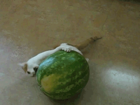 Забавные Gif Забавные Gif