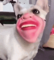 Забавные Gif Забавные Gif