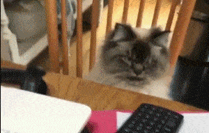 Забавные Gif Забавные Gif