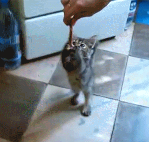 Забавные Gif Забавные Gif