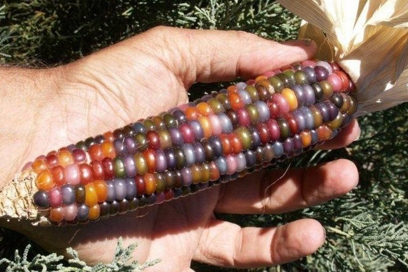 Разноцветная кукуруза - такое тоже бывает в мире