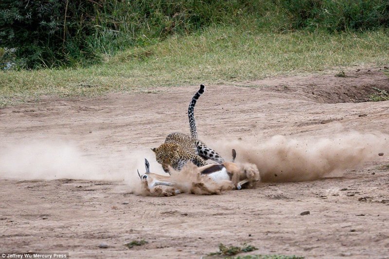Молниеносная охота: самка леопарда готовит обед для своих детенышей