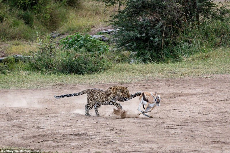 Молниеносная охота: самка леопарда готовит обед для своих детенышей
