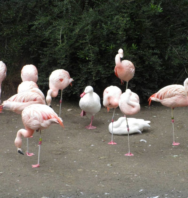 13. «Эта утка думает, что она фламинго»
