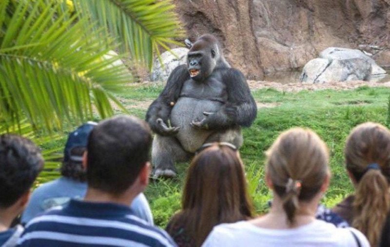 1. «Эта горилла выглядит так, как будто она решила провести лекцию по философии на свежем воздухе»