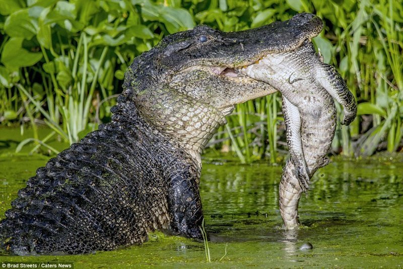 Фотограф Брэд Стрит запечатлел пугающую сцену в техасском государственном парке Бразос Бенд, где обитают аллигаторы.
