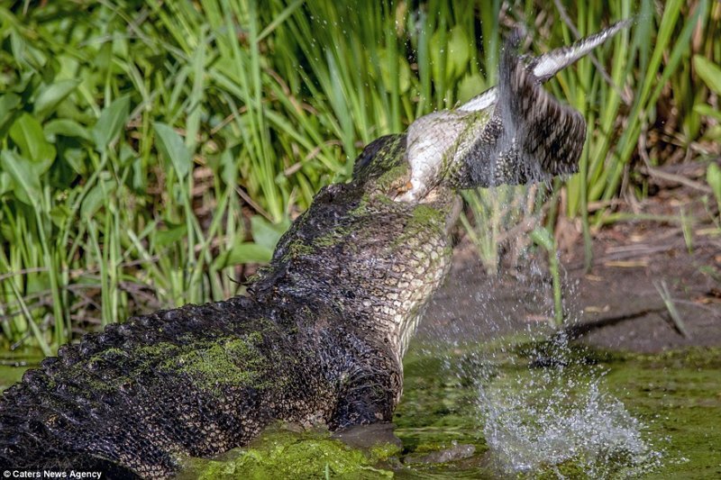 Каннибализм в дикой природе: аллигатор поедает своего сородича
