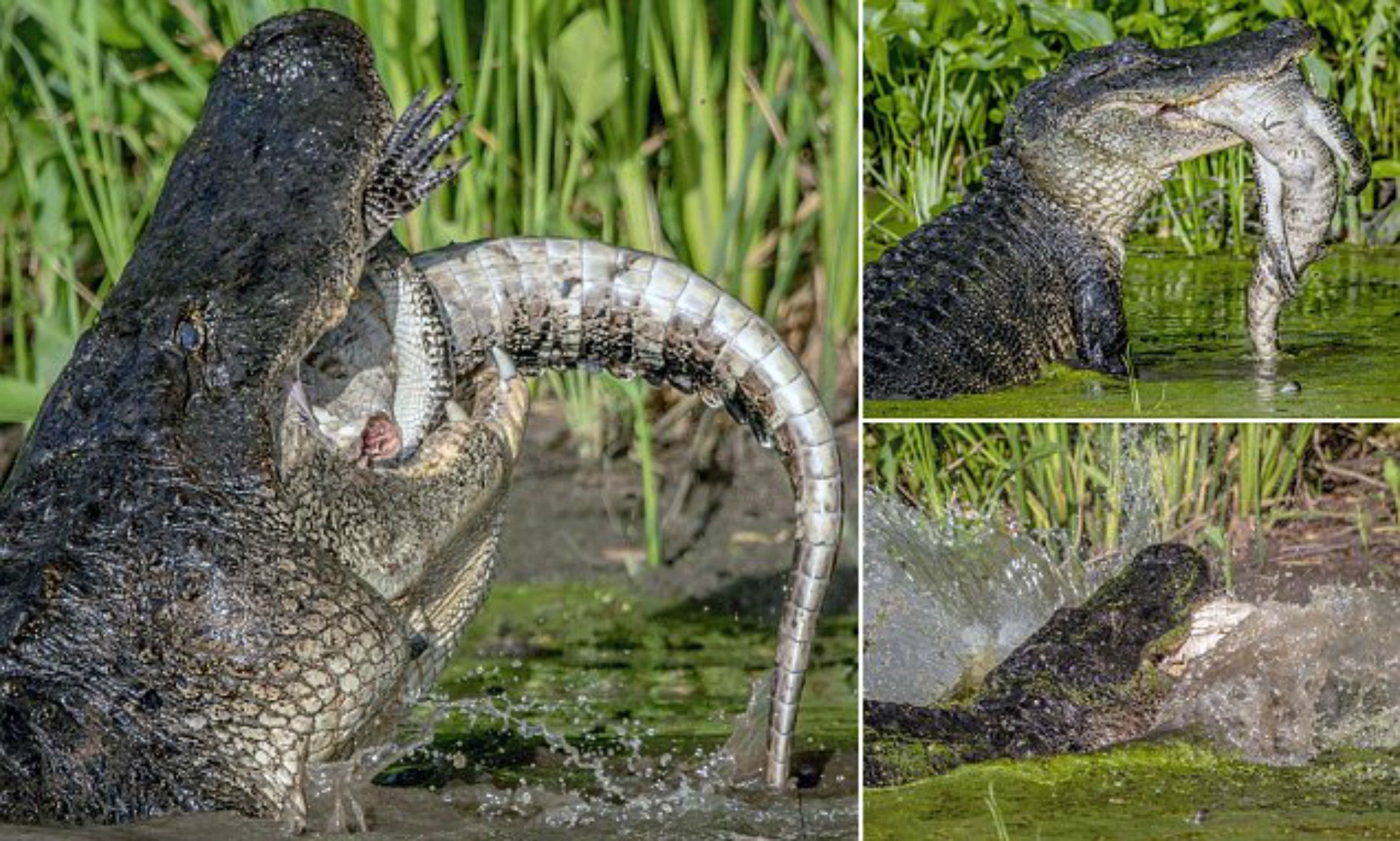 Какие животные поедают. Аллигатор в дикой природе. Самки крокодилы в дикой природе.