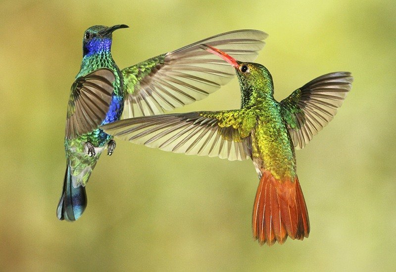 Фото Красивых Птиц В Природе