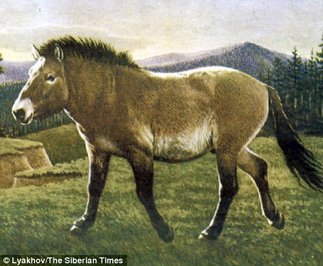 Вымершая ленская лошадь (на фото) похожа на лошадей, которые обитают в регионе в настоящее время. Однако, генетически с современными видами они не связаны.