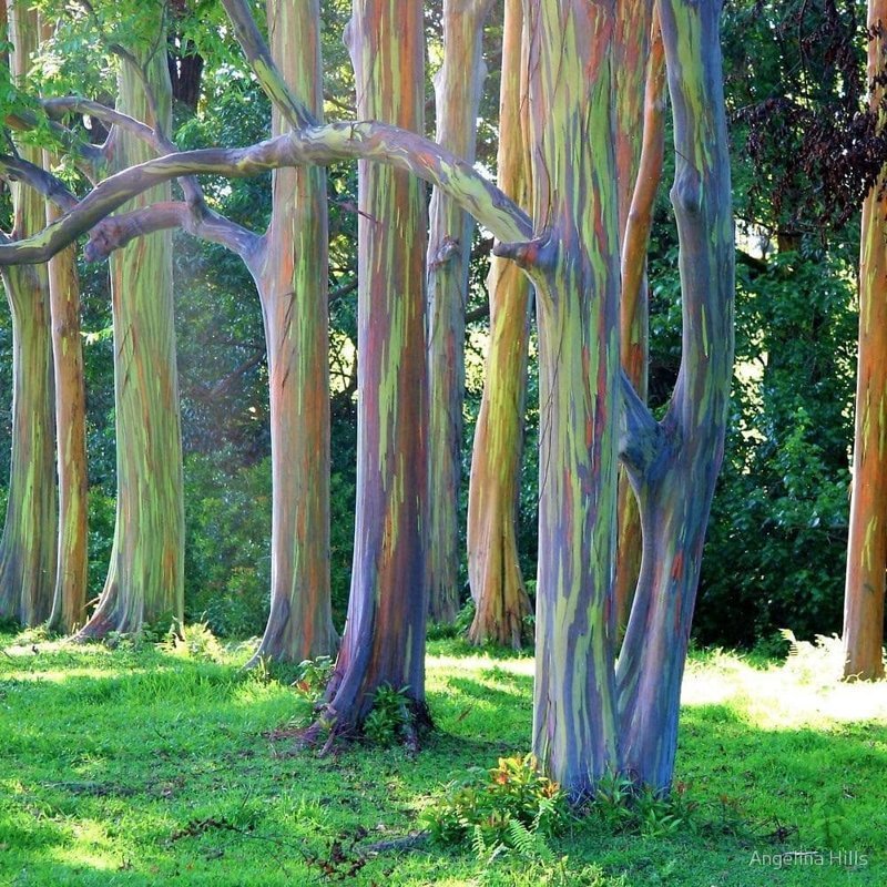 11. Радужные эвкалиптовые деревья на острове Мауи