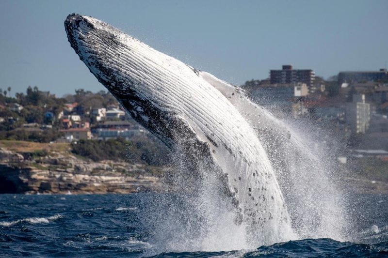 Наблюдатели за китами чуть не попали под кита