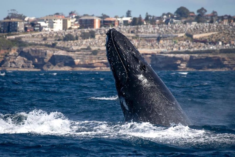 Наблюдатели за китами чуть не попали под кита