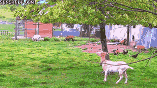 Под знаком козерога