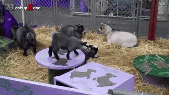 Под знаком козерога