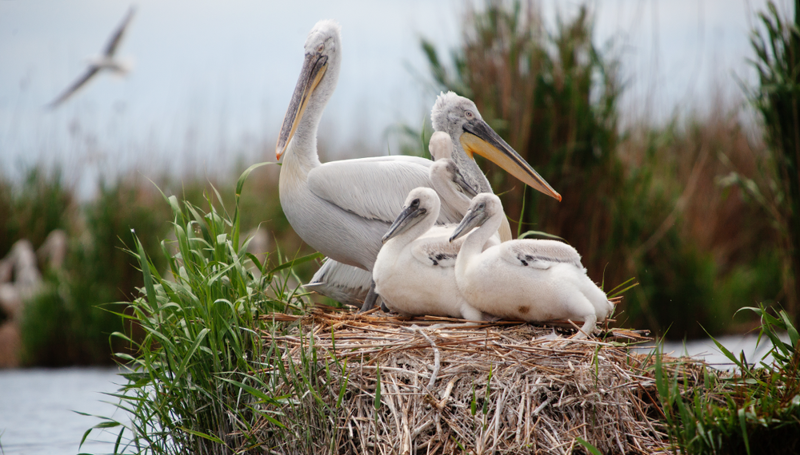 Семейство кудрявых пеликанов