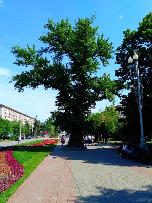 Волгоградские части. Волгоград прогулка по городу. Красивые места в Волгограде для прогулок. Волгоград парк фото. Чистый Волгоград.